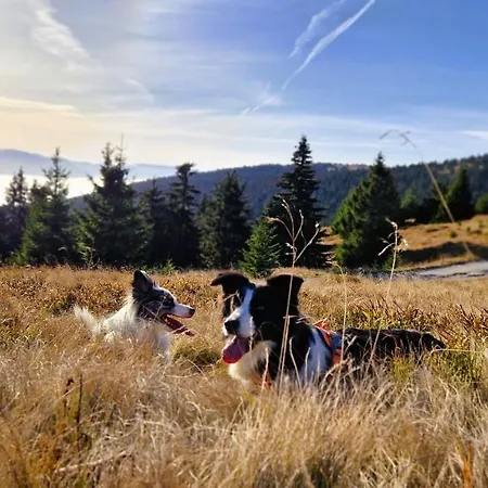 Aparthaus Pinia - Apartmán